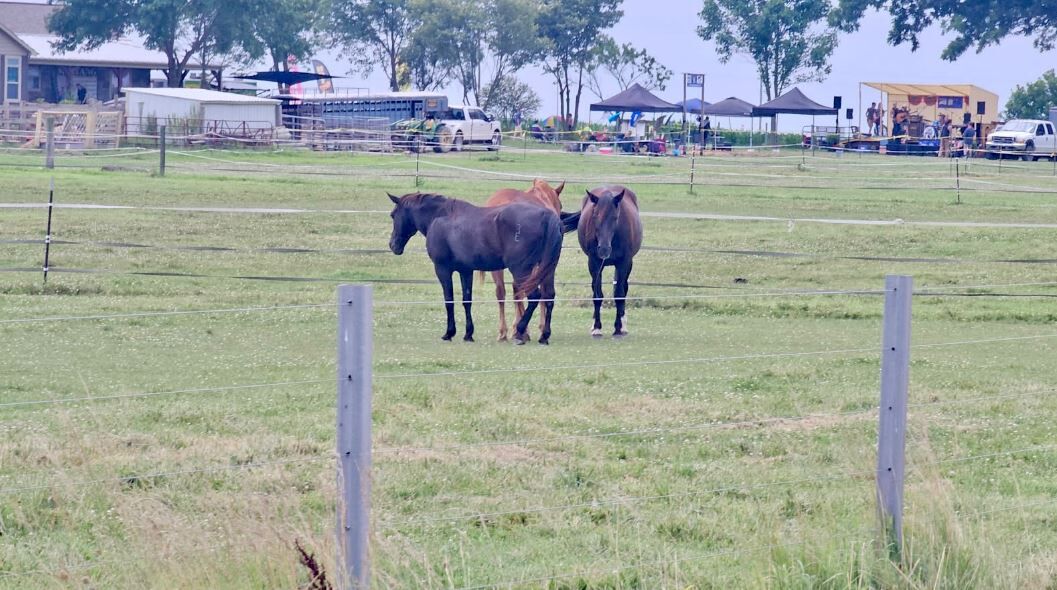 Mustang Jam Music festival horses